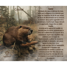 Charger l'image dans la galerie, Castor