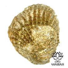Charger l'image dans la galerie, Coquille Saint-Jacques Fossilisé Pierre Brute