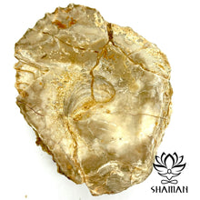Charger l'image dans la galerie, Coquille Saint-Jacques Fossilisé Pierre Brute