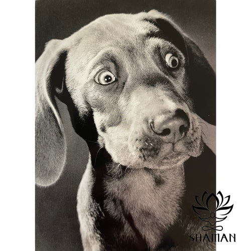 Carte Surprised Weimaraner Anglais De Souhaits