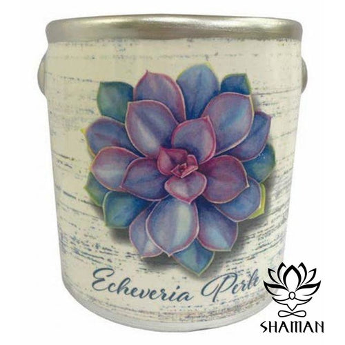 Echeveria Perle Chandelle